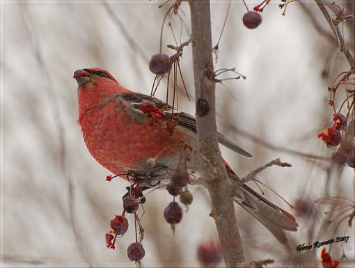 Male and Female Pine Grosbeak-pine-grosbeak-crabapple-640.jpg