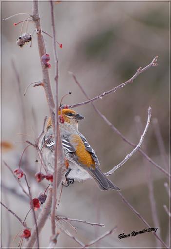 Male and Female Pine Grosbeak-female-pine-grosbeak-640-.jpg