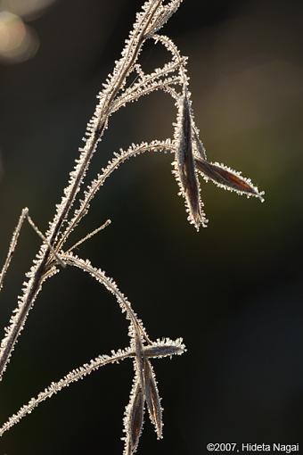 Would you like a frosty with that?-11-25-07-frost-2.jpg