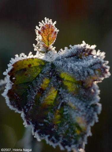 Would you like a frosty with that?-11-25-07-frost-3.jpg