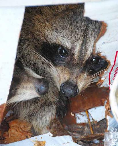 Dining at Quiznos-ia-nature-raccoonsf.jpg