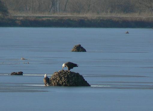 Eagles from Squaw Creek NWR-eagles.jpg