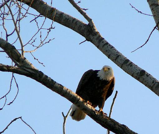 Eagles from Squaw Creek NWR-eagle3.jpg