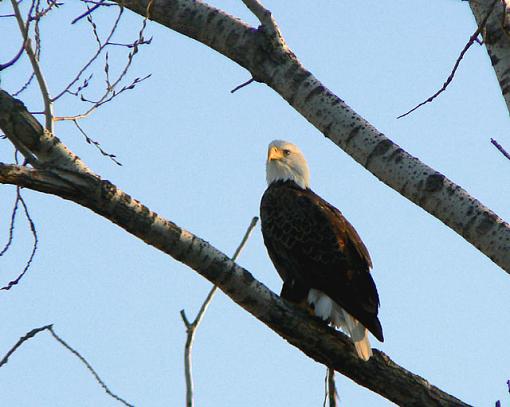 Eagles from Squaw Creek NWR-eagle5.jpg