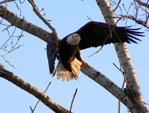 Eagles from Squaw Creek NWR-eagle.jpg