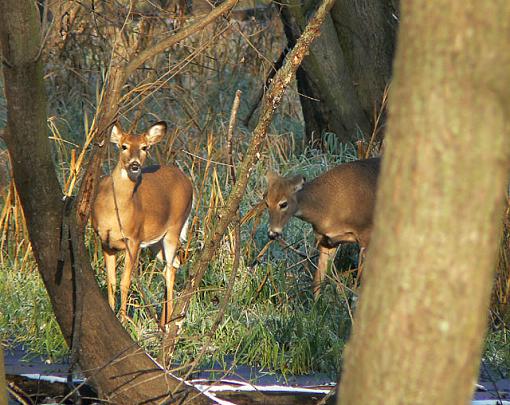 Deer at Squaw Creek NWR-deer.jpg