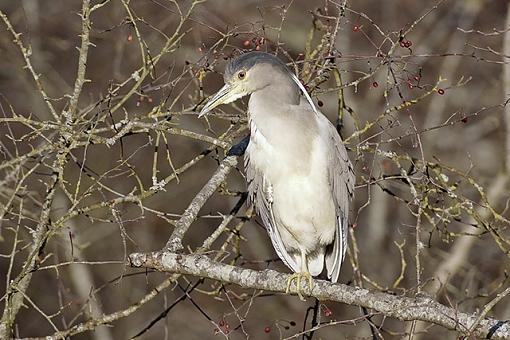 FALL  07 Bird ID thread-.jpg