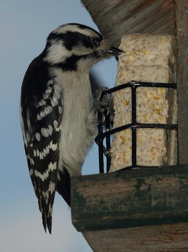 Evening at the backyard feeder-pc082075retouch.jpg