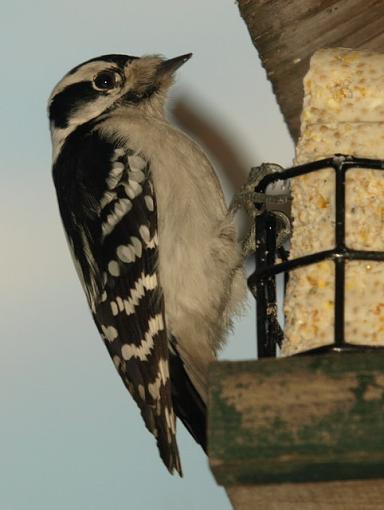 Evening at the backyard feeder-pc082073retouch.jpg