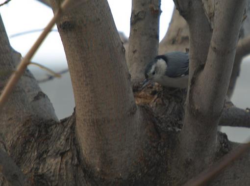 Evening at the backyard feeder-pc082033retouch.jpg