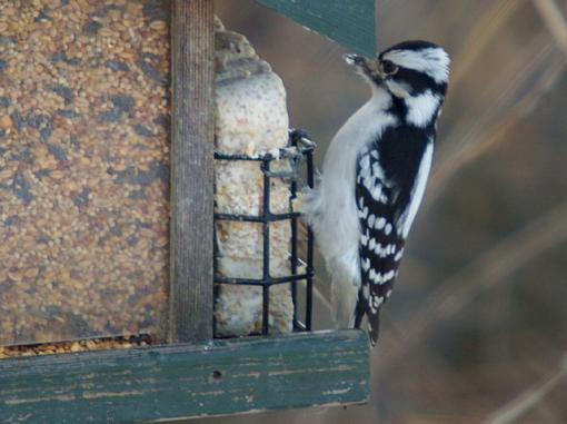 Evening at the backyard feeder-pc081836retouch.jpg