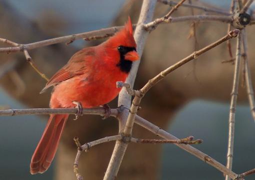 Evening at the backyard feeder-pc081979retouch.jpg