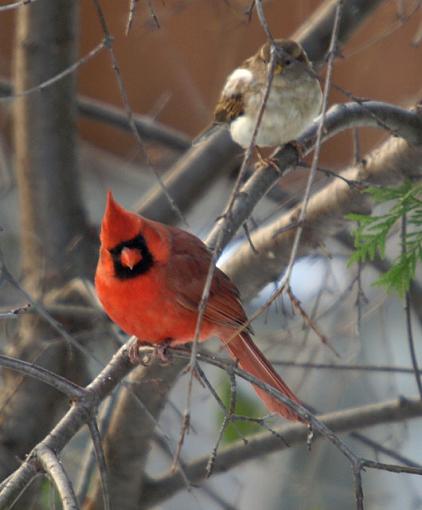 Evening at the backyard feeder-pc081886retouch.jpg