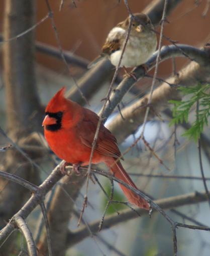 Evening at the backyard feeder-pc081884retouch.jpg