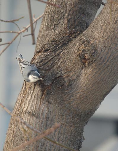 Evening at the backyard feeder-pc081858retouch.jpg