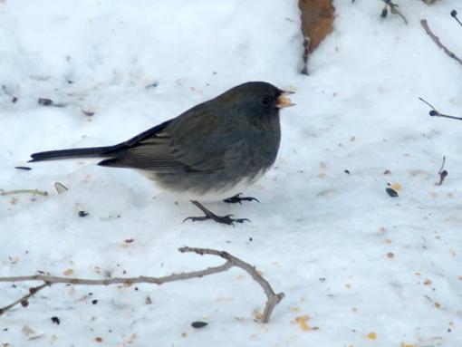 Evening at the backyard feeder-pc081818retouch.jpg