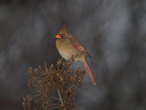 Flash practice on the bird feeder-pc090019retouch.jpg