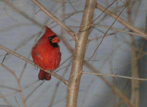 Flash practice on the bird feeder-pc092101retouch.jpg