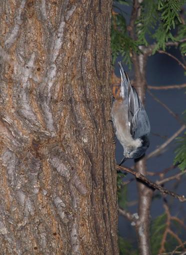 Flash practice on the bird feeder-pc092112retouch.jpg