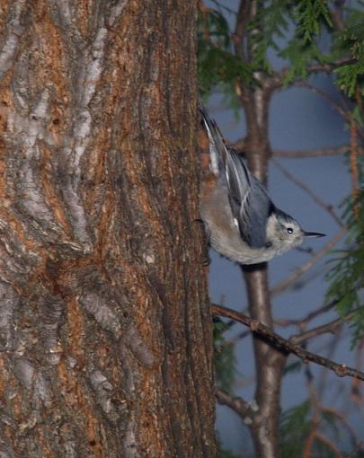 Flash practice on the bird feeder-pc092113retouch.jpg