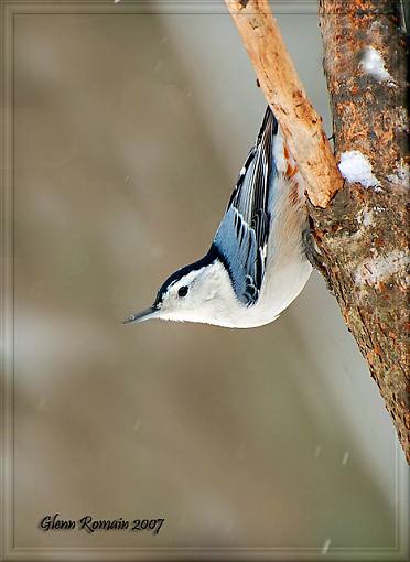 White-breasted Nuthatche And Pine Grosbeak.-sitelle-poitrine-blanche-web-enhanced.jpg