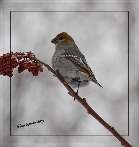 White-breasted Nuthatche And Pine Grosbeak.-female-pine-grosbeak-web.jpg