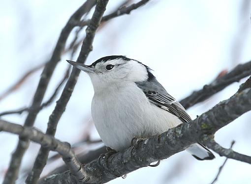 Ya gotta love IS!-nuthatch.jpg