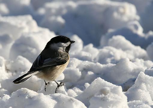 A couple snowy birdies.-chick6.jpg