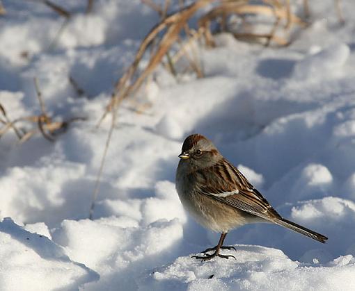 A couple snowy birdies.-sparrow2.jpg