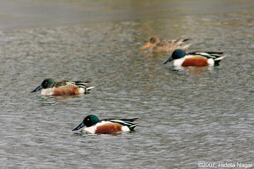 Northern Shoveler-12-19-07-ns-1.jpg