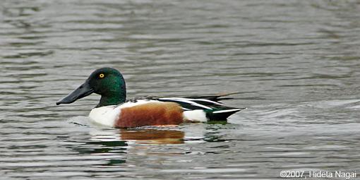 Northern Shoveler-12-19-07-ns-2.jpg