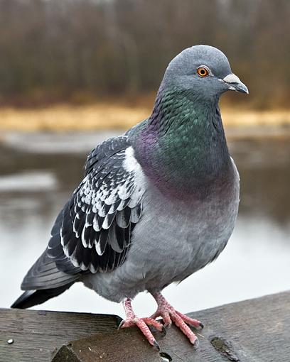 A familiar bird-pigeon-small.jpg