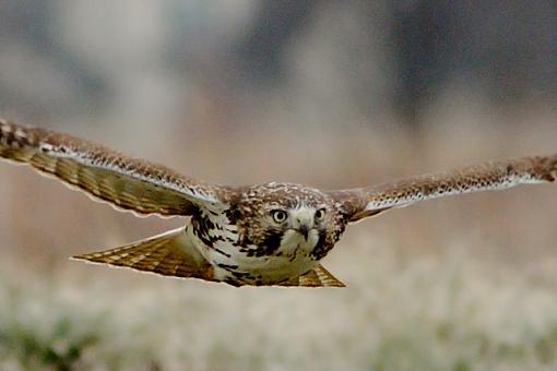 Urban Hawk-12-26-07-urban-hawk-hi-crop-1.jpg