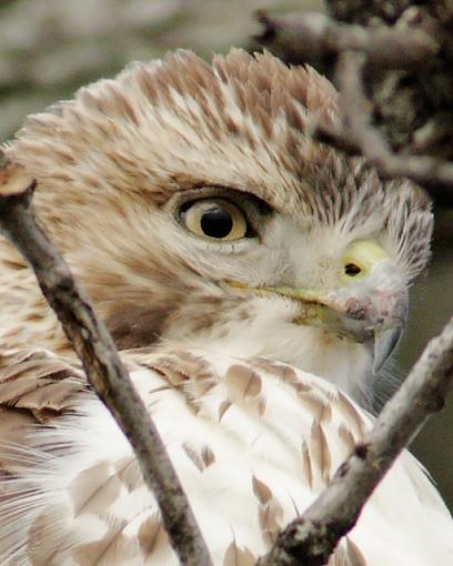 Urban Hawk-12-26-07-urban-hawk-hi-crop-2.jpg