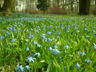 Name:  Scilla_bifolia.jpg
Views: 320
Size:  51.6 KB