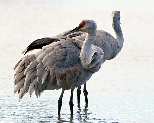 A duo of sandhill cranes-sandhill-crane-x2.jpg