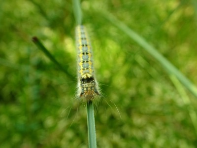 Name:  a caterpillar.jpg
Views: 301
Size:  23.3 KB