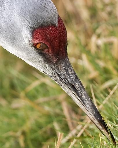 An eye half-closed-eye.jpg