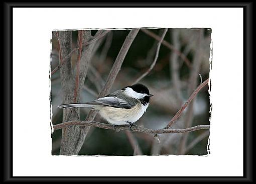 Almost 700 miles for these 3.-chickadee.jpg