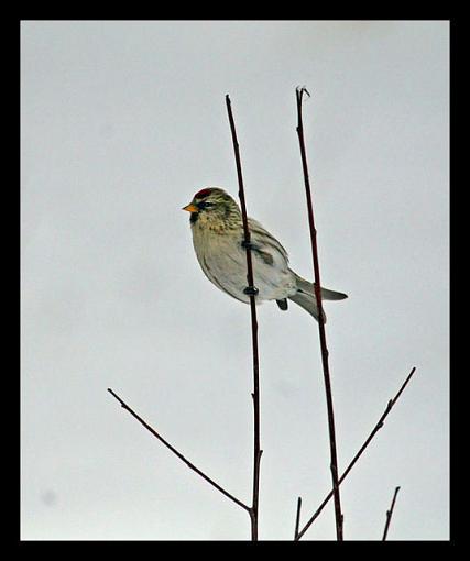 Almost 700 miles for these 3.-redpoll2.jpg