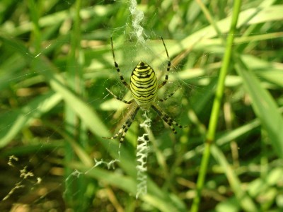 Name:  Argiope bruennichi.JPG
Views: 104
Size:  36.1 KB