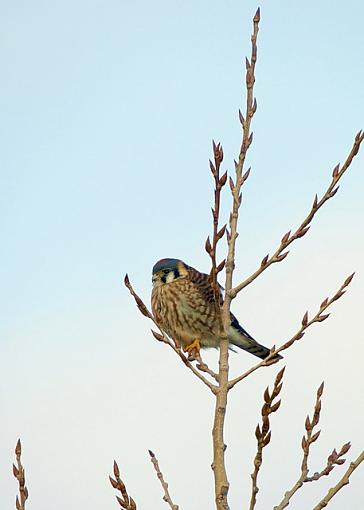 Kestrel again-kestrel03resize.jpg