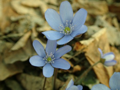 Name:  Hepatica_triloba (hello spring).jpg
Views: 330
Size:  27.5 KB
