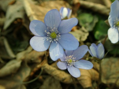 Name:  Hepatica_triloba2.jpg
Views: 265
Size:  27.7 KB