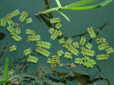 Name:  Salvinia natans.JPG
Views: 107
Size:  41.4 KB