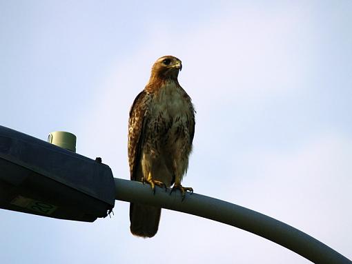 Urban Hawk-_6029060resize.jpg