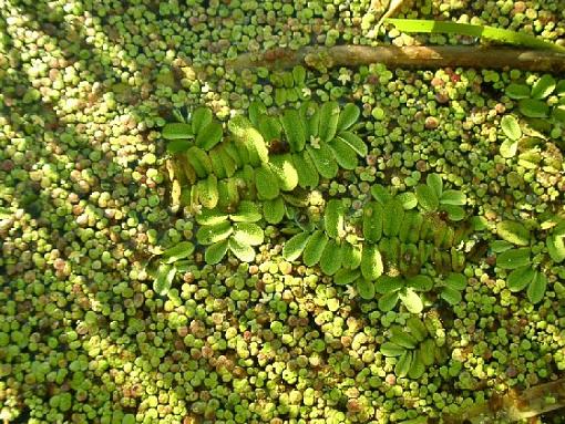 little water_fern-salvinia-natans.jpg