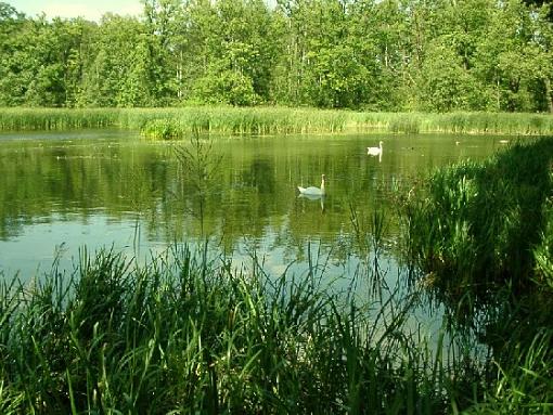 little water_fern-view-2-swans.jpg