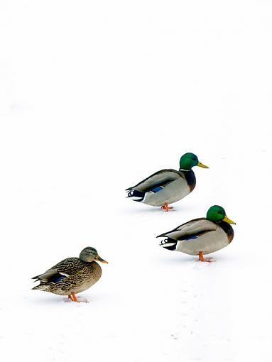 High Key Ducks - Aging Eyes inspired me-pc310560resize.jpg
