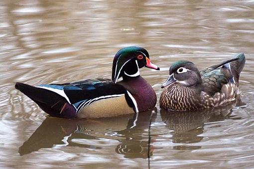 Kiss kiss-couple-woodducks.jpg